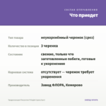 Традесканция Тинантия Pringlеi (срез/3шт) — что приедет