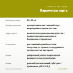 Традесканция Vittatta (0,1л) — параметры сорта