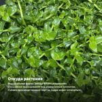 Традесканция Yellow Hill — откуда растение: вертикальная ферма Завода ФЛОРА в Кемерово