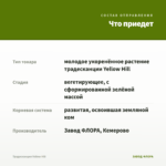 Традесканция Yellow Hill — что приедет