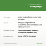 Традесканция Застенчивая невеста — что приедет