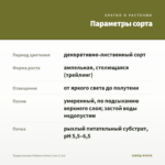 Традесканция Зебрина Danny Lee (0,1л) — параметры сорта