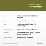 Традесканция Зебрина Danny Lee (0,1л) — что приедет