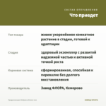 Традесканция Зебрина Danny Lee — что приедет