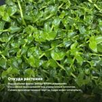 Традесканция Зебрина Disсоlоr Мultiсоlоr — откуда растение: вертикальная ферма Завода ФЛОРА в Кемерово