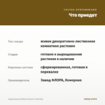 Традесканция Зебрина Disсоlоr Мultiсоlоr — что приедет