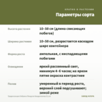 Традесканция Зебрина Пендула Квадриколор (0,1л) — параметры сорта