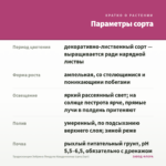 Традесканция Зебрина Пендула Квадриколор (срез/3шт) — параметры сорта
