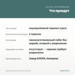 Традесканция Zebrina Рendula (срез/3шт) — что приедет
