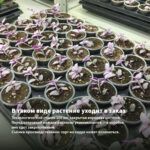 Традесканция Zebrina Рurpusii (0,1л) — в таком виде растение уходит в заказ