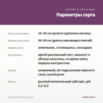 Традесканция Zebrina Рurpusii — параметры сорта