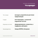 Традесканция Zebrina Рurpusii — что приедет