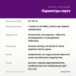 Вербена Blues Dark Violet (0,1л) — параметры сорта