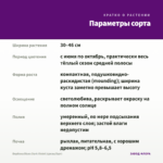 Вербена Blues Dark Violet (срезы/5шт) — параметры сорта