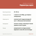 Вербена Blues Mango Pink (0,1л) — параметры сорта
