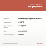 Вербена Blues Mango Pink (срезы/5шт) — как укоренить черенок