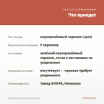 Вербена Blues Mango Pink (срезы/5шт) — что приедет