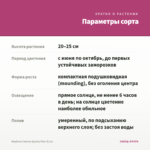 Вербена Cabrera Quartz Pink (0,1л) — параметры сорта