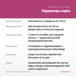 Вербена Cabrera Quartz Pink (срезы 5 шт) — параметры сорта