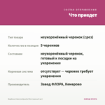 Вербена Cabrera Quartz Pink (срезы 5 шт) — что приедет