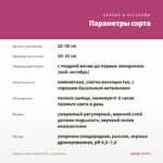 Вербена Cabrera Quartz Pink (срезы/5шт) — параметры сорта