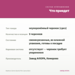 Вербена Cabrera Quartz Pink (срезы/5шт) — что приедет