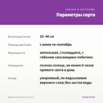 Вербена Dreams Blue Star (0,1л) — параметры сорта