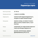 Вербена Drums Blue (0,1л) — параметры сорта