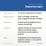 Вербена Drums Blue (0,1л) — параметры сорта