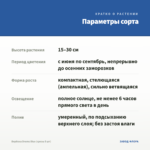 Вербена Drums Blue (срезы 5 шт) — параметры сорта