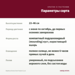 Вербена Drums Dark Purple (0,1л) — параметры сорта