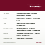 Вербена Drums Dark Purple (0,1л) — что приедет