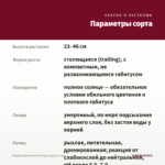 Вербена Drums Dark Purple (срезы 5 шт) — параметры сорта