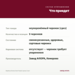 Вербена Drums Dark Purple (срезы 5 шт) — что приедет