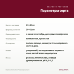 Вербена Drums Dark Purple (срезы/5шт) — параметры сорта