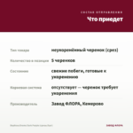 Вербена Drums Dark Purple (срезы/5шт) — что приедет