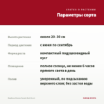 Вербена Drums Purple Red (0,1л) — параметры сорта