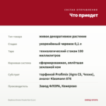 Вербена Drums Purple Red (0,1л) — что приедет