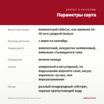 Вербена Drums Purple Red (срезы 5 шт) — параметры сорта