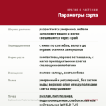 Вербена Drums Purple Red (срезы/5шт) — параметры сорта