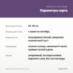 Вербена Empress Flair Blue Charme (0,1л) — параметры сорта