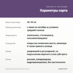 Вербена Empress Flair Blue Charme (0,1л) — параметры сорта