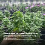 Вербена Empress Flair Blue Charme (0,1л) — в таком виде растение уходит в заказ