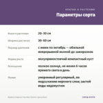Вербена Empress Flair Blue Charme (срезы/5шт) — параметры сорта