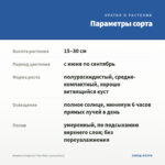 Вербена Empress Flair Blue (срезы/5шт) — параметры сорта