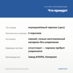 Вербена Empress Flair Blue (срезы/5шт) — что приедет