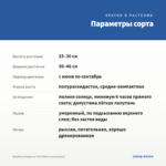 Вербена Empress Flair Blue (срезы/5шт) — параметры сорта