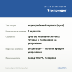 Вербена Empress Flair Blue (срезы/5шт) — что приедет