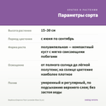 Вербена Empress Flair Lavender Blue (0,1л) — параметры сорта