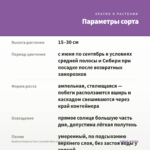 Вербена Empress Flair Lavender Blue (срезы/5 шт) — параметры сорта